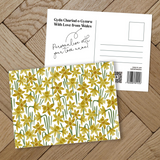 Daffodil meadow Postcard